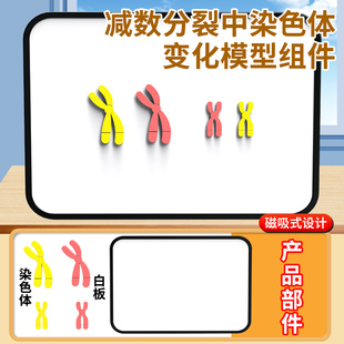 生物减数分裂中染色体变化模型组件磁吸式高中生物DNA遗传规律染色体交叉互换中学初中学生实验器材教学仪器