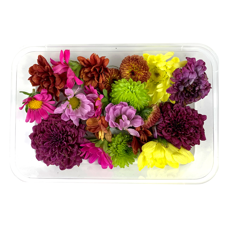 新鲜混色菊花花朵1盒 小雏菊酒店西餐日料冷艺摆盘装饰材料花草