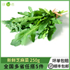 绿食者 芝麻菜250g 火箭菜德国芥菜 西餐蔬菜 新鲜蔬菜沙拉食材