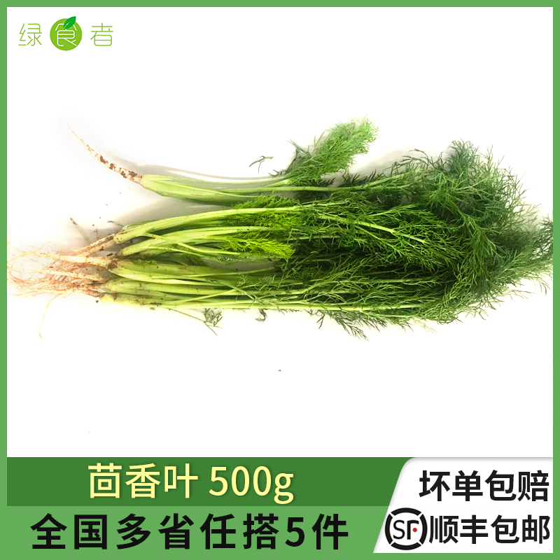 新鲜茴香叶500g饺子馅料