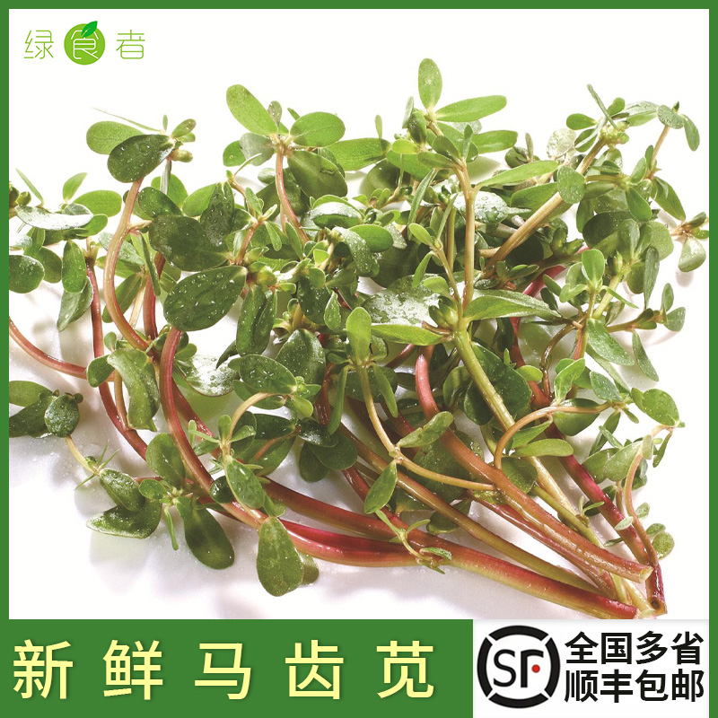 新鲜马齿苋 马蜂菜应季现挖现发五行草长寿菜全国多省顺丰包邮