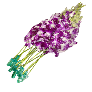 新鲜杨兰花束1束12支 酒店西餐摆盘装饰材料 洋兰花朵石斛兰