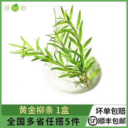 新鲜黄金柳条1盒 酒店西餐日料烘焙柳芽花草摆盘装饰点缀 5件包邮