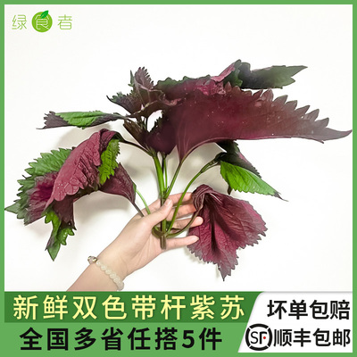 生鲜双色带杆紫苏 酒店鱼虾蟹去腥香料调味紫大叶 多省5件包邮