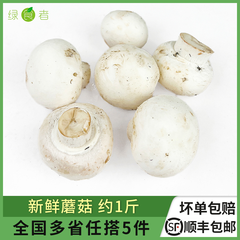 新鲜蘑菇约500g口蘑食用菌菇白蘑菇口菇双孢菇煲汤炒菜蔬菜-封面