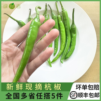 新鲜杭椒 农家现摘现发 油焖小炒肉辣椒 薄皮青椒 多省5件包邮