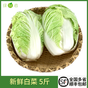 新鲜小白菜5斤 农家自种上海本地大白菜包心大娃娃菜时令蔬菜包邮