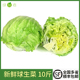 新鲜蔬菜西餐汉堡用沙拉食材圆生菜西生菜 绿食者 包邮 球生菜10斤