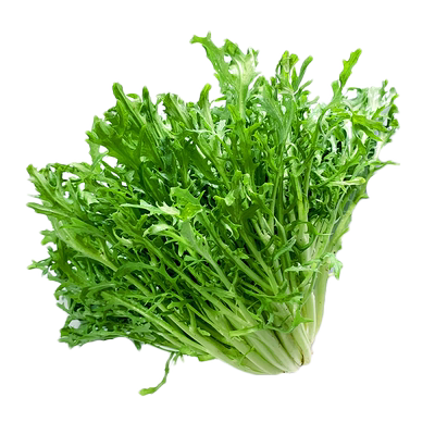 新鲜苦菊生菜生吃沙拉蔬菜食材