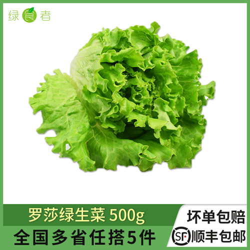 罗莎绿生菜新鲜蔬菜沙拉食材