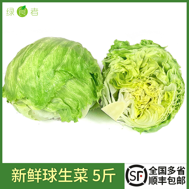 球生菜5斤汉堡色拉三明治用蔬菜