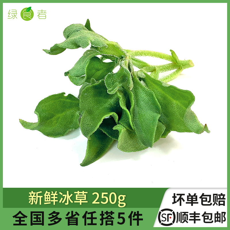 新鲜冰草250g冰菜火锅沙拉蔬菜