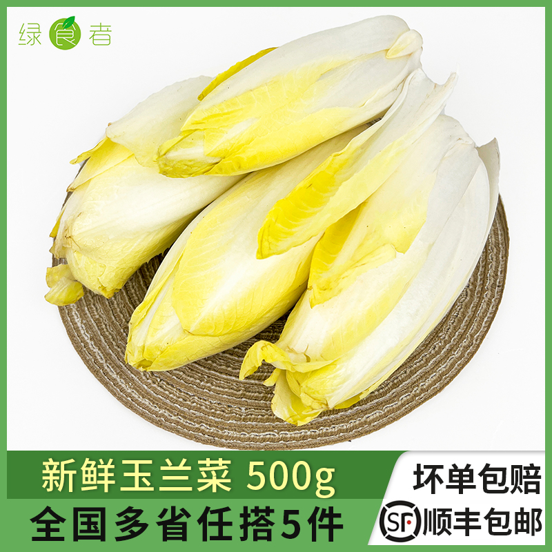 新鲜金玉兰菜500g 金玉兰苦白菜欧洲菊苣比利时芽球沙拉蔬菜食材 水产肉类/新鲜蔬果/熟食 其它 原图主图