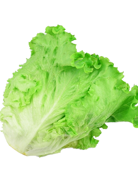 新鲜罗莎绿生菜沙拉食材