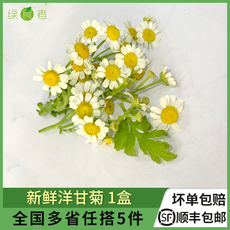 新鲜洋甘菊1盒 小白菊西餐日料冷艺烘焙新鲜花草摆盘装饰点缀材料