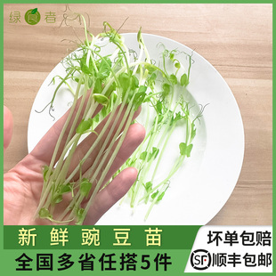 新鲜豌豆苗50g/盒 璇蔓豆苗芽菜豌豆尖蔬菜火锅西餐酒店摆盘装饰