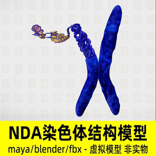 blender染色体到DNA双螺旋结构示意模型maya染色体模型DNA模型fbx