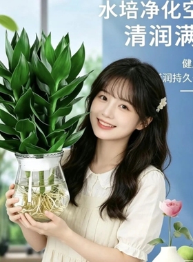 透明玻璃瓶水养植物 客厅水培观音竹摆件 办公室桌面绿植四季常青