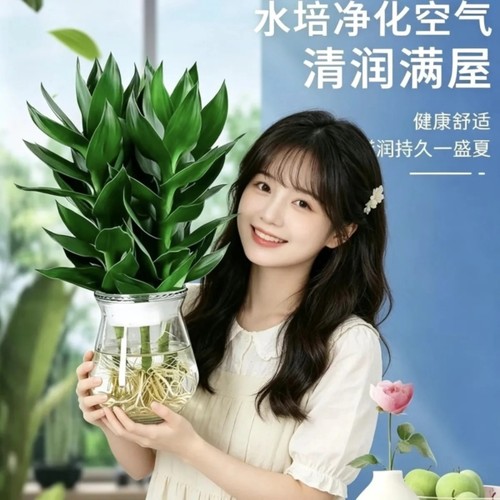 透明玻璃瓶水养植物 客厅水培观音竹摆件 办公室桌面绿植四季常青