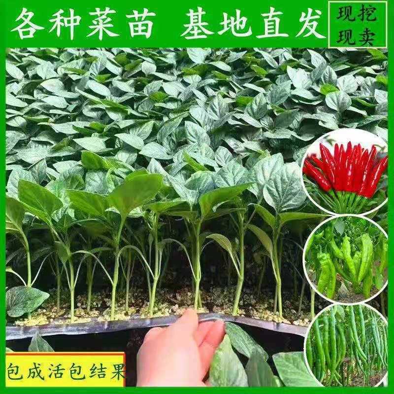 新款直销蔬菜苗茄子苗西红柿苗辣椒苗蔬菜苗番茄苗圣女果苗水果黄