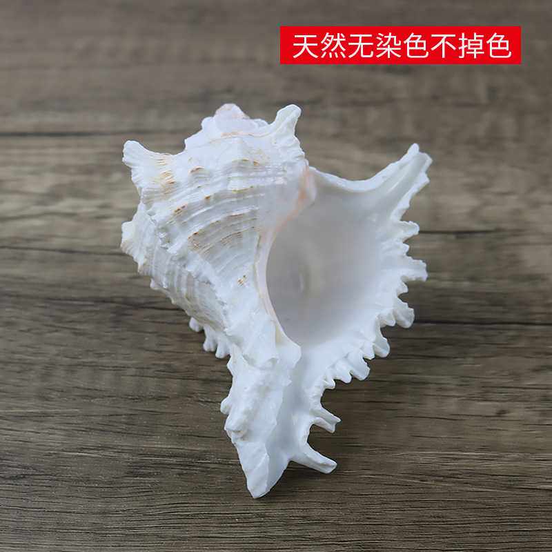 新款直销天然小海螺贝壳千手螺麒麟螺鱼缸造景装饰品创意家居收藏