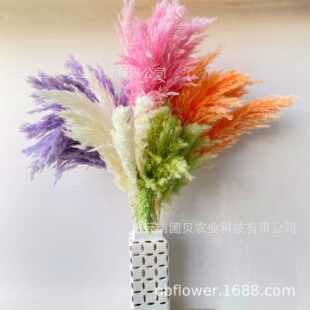 新款直销花者婚庆拍摄道具亚马逊芦苇干花  跨境潘帕斯彩色小芦柴