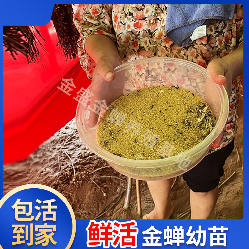 金蝉幼苗种苗养殖知了猴幼苗龟爬叉幼虫种卵小苗猴种苗蚂蚁药枝爬