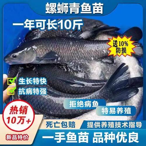 大青鱼苗特大号螺蛳半斤