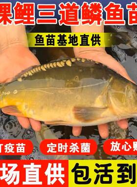 裸鲤鱼苗淡水养殖食用大
