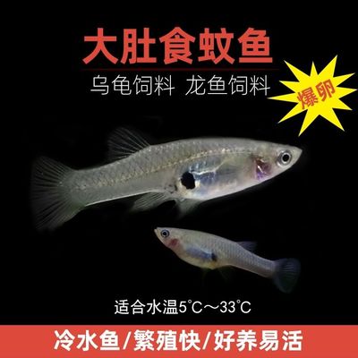 幼虫食蚊鱼繁殖小型原生淡水大肚鱼饵料龙鱼群游观赏鱼乌龟饲料