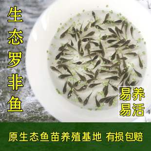 罗非鱼苗非洲鲫鱼福寿鱼草鱼鲫鱼淡水养殖单性小鱼苗食用包邮包损