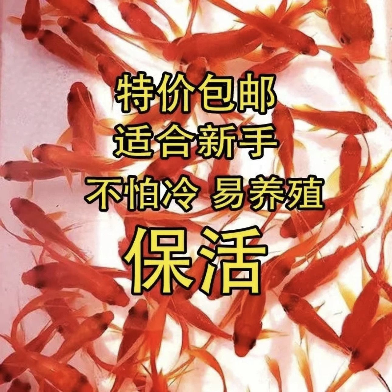 包活兴国红鲤鱼冷水好养