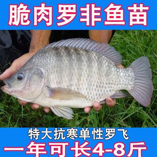 广东大种罗非鱼苗单性顺丰包活新吉富脆肉罗非苗鱼塘养殖罗飞鱼苗