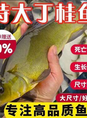 耐寒抗冻鱼苗丁贵桂冷水