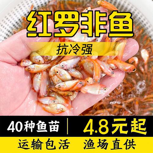 红罗非鱼苗非洲鲫珍珠蜡
