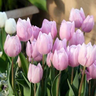 郁金香进口大种球耐寒盆地栽四季土水培种子阳台开花秋冬办公室养