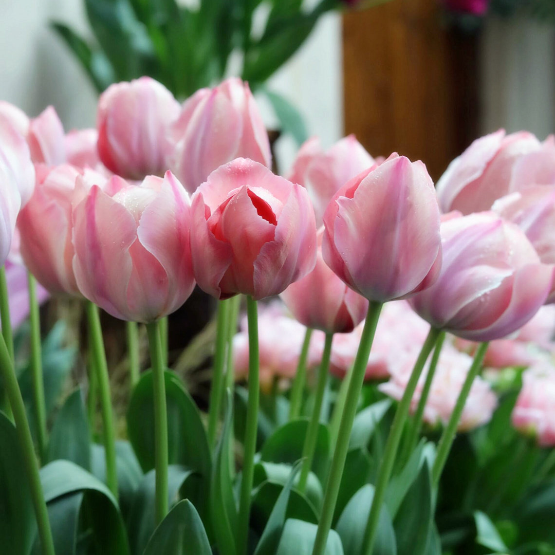 郁金香进口大种球耐寒盆地栽四季土水培种子阳台开花秋冬办公室养