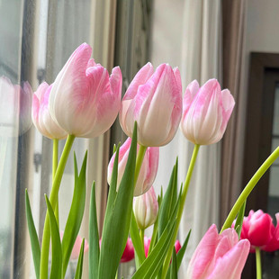 5度球5颗郁金香大种球进口大种球进口土培阳台开花庭院耐寒水仙