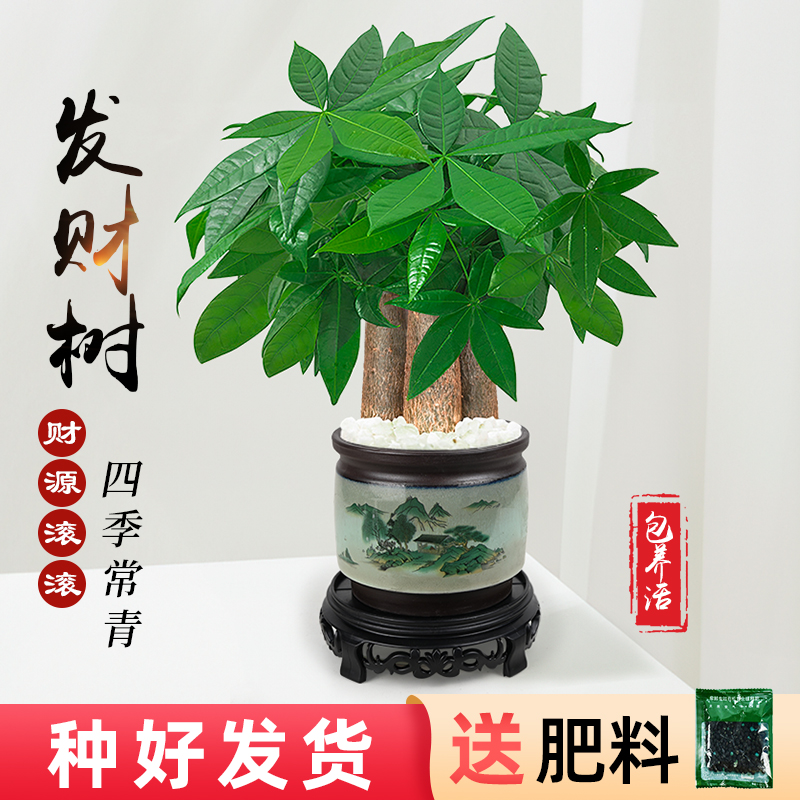 陶瓷盆发财树盆栽植物