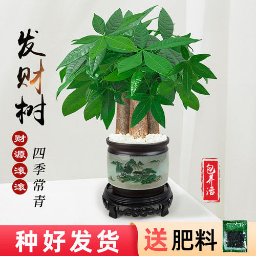 陶瓷盆发财树盆栽植物