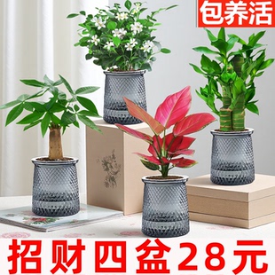 【招财四件套】绿萝发财树吉利红九里香富贵竹室内植物绿植盆栽