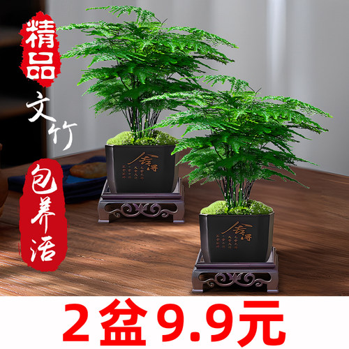 精品文竹盆栽两盆9.9元
