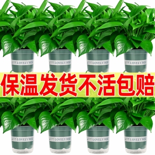 绿萝盆栽办公室内客厅植物绿植长藤大叶垂吊水培绿箩 保温发货