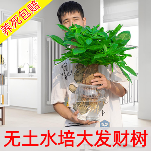 【无土真水培】水培发财树盆栽室内好养植物绿萝水养绿植大叶绿箩
