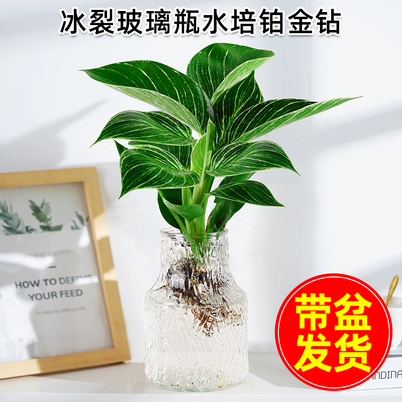 水培玻璃瓶金钻纯净无土
