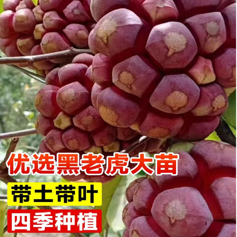 黑老虎树苗黑老虎水果苗树果树嫁接水果苗布福娜苗带土冬季盆地栽