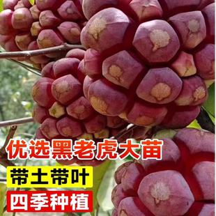 黑老虎树苗黑老虎水果苗树果树嫁接水果苗布福娜苗带土冬季盆地栽