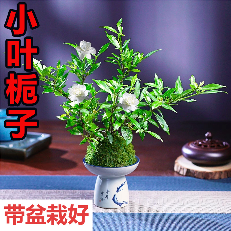 小叶栀子花盆栽植物室内办公室茶几桌面盆景浓香型带花苞开花绿植
