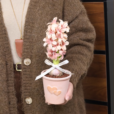 进口风信子水培土培种球四季耐寒室内阳台庭院盆栽花卉植物好养活