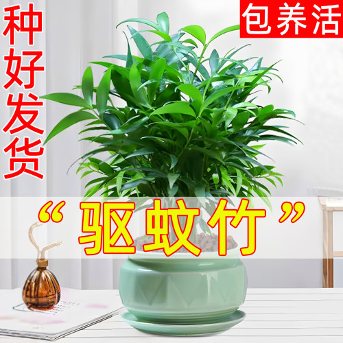 驱蚊竹种好发货养死包赔